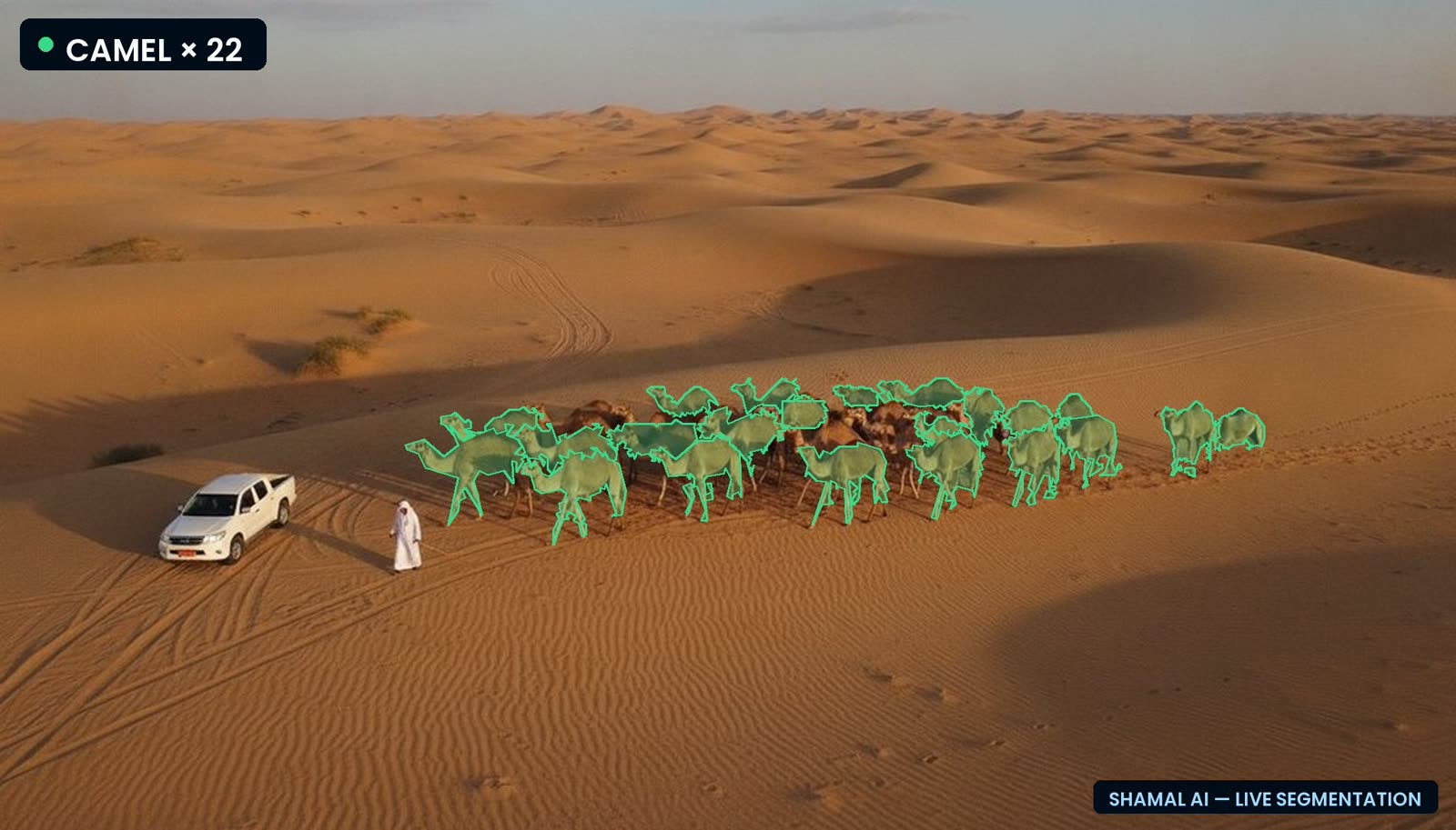 AI segmentation counting 22 camels from a drone view