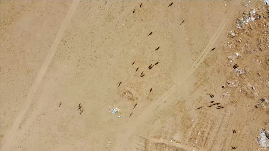 Drone view of a camel herd during KAUST field test